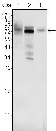 Figure 1: Western blot analysis using MDM4 mouse mAb against Hela (1), A549 (2) and A431 (3) cell lysate.