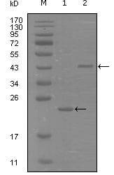 Figure 1: Western blot analysis using EphA8 mouse mAb against truncated Trx-EphA8 recombinant protein (1) and truncated MBP-EphA8(aa70-150) recombinant protein (2).