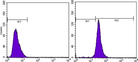 Figure 3: Flow cytometric analysis of MCF-7 cells using beta Actin mouse mAb (right) and negative control (left).