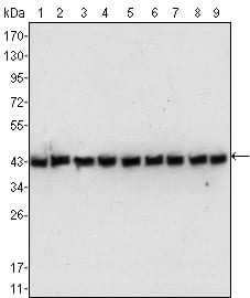 Figure 1: Western blot analysis using beta-Actin mouse mAb against NIH/3T3 (1), Jurkat (2), Hela (3), CHO (4), PC12 (5), HEK293 (6), COS (7), A549 (8) and MCF-7 (9) cell lysate.