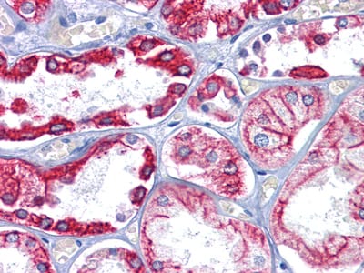 Figure 3: Immunohistochemical analysis of paraffin-embedded human Kidney tissues using CK8 mouse mAb