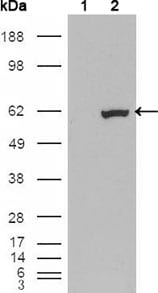 Figure 2: Western blot analysis using ETV1 mouse mAb against HEK293T cells transfected with the pCMV6-ENTRY control (1) and pCMV6-ENTRY ETV1 cDNA (2).