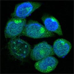 Figure 3: Confocal Immunofluorescence analysis of methanol-fixed HepG2 cells using PEG10 mouse mAb (green), showing cytoplasmic localization. Blue: DRAQ5 fluorescent DNA dye.