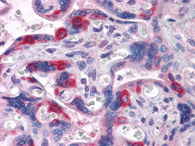 Figure 2: Immunohistochemical analysis of paraffin-embedded human Placenta tissues using PEG10 mouse mAb