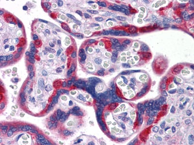 Figure 3: Immunohistochemical analysis of paraffin-embedded human Placenta tissues using PEG10 mouse mAb