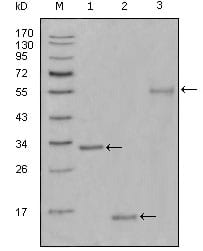 Figure 1: Western blot analysis using Ki67 mouse mAb against truncated Trx-Ki67 recombinant protein(1),truncated Ki67 (aa3118-3256)-His recombinant protein(2) and truncated Ki67 (aa3118-3256)-hIgGFc transfected CHO-K1 cell lysate(3).