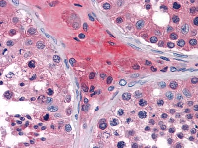 Figure 2: Immunohistochemical analysis of paraffin-embedded human Testis tissues using ApoO mouse mAb