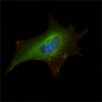 Figure 3: Immunofluorescence analysis of NIH/3T3 cells using FMR1 mouse mAb (green). Blue: DRAQ5 fluorescent DNA dye. Red: Actin filaments have been labeled with Alexa Fluor-555 phalloidin.