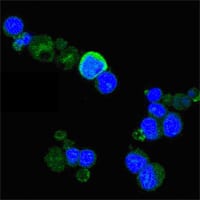 Figure 2: Confocal Immunofluorescence analysis of PC-12 cells using TrkA mouse mAb (green), showing membrane and cytoplasmic localization. Blue: DRAQ5 fluorescent DNA dye.