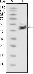 Figure 1: Western blot analysis using p53 mouse mAb against HEK293 cell lysate(1).