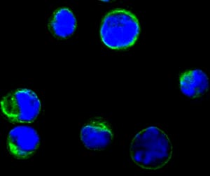 Figure 2: Confocal Immunofluorescence analysis of BCBL-1 cells using anti-CD80 monoclonal antioby(green), showing membrane localization. Blue: DRAQ5 fluorescent DNA dye.