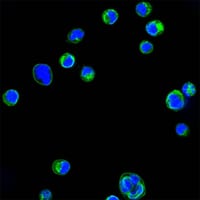 Figure 1: Confocal Immunofluorescence analysis of HL60 cells using CD18 mouse mAb (green). Blue: DRAQ5 fluorescent DNA dye.