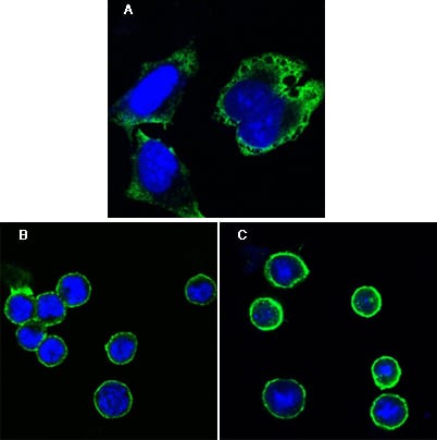 Figure 1: Confocal Immunofluorescence analysis of Hela cells (A), BCBL-1 cells (B) and L1210 cells (C) using MPS1 mouse mAb (green). Blue: DRAQ5 fluorescent DNA dye.