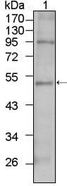 Figure 1: Western blot analysis using TBX5 mouse mAb against HepG2 cell lysate (1).