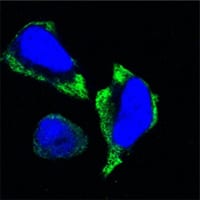 Figure 3: Confocal Immunofluorescence analysis of Hela cells using PAK2 mouse mAb (green). Blue: DRAQ5 fluorescent DNA dye.