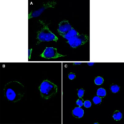 Figure 1: Confocal Immunofluorescence analysis of Hela (A), A431 (B) and THP-1 (C) cells using RTN3 mouse mAb (green). Blue: DRAQ5 fluorescent DNA dye.