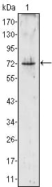 Figure 1: Western blot analysis using PRTN3 mouse mAb against PRTN3 (aa28-256)-hIgGFc transfected HEK293 cell lysate (1).