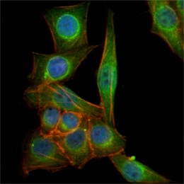 Figure 2: Immunofluorescence analysis of PANC-1 cells using TUBB3 mouse mAb (green). Blue: DRAQ5 fluorescent DNA dye. Red: Actin filaments have been labeled with Alexa Fluor-555 phalloidin.