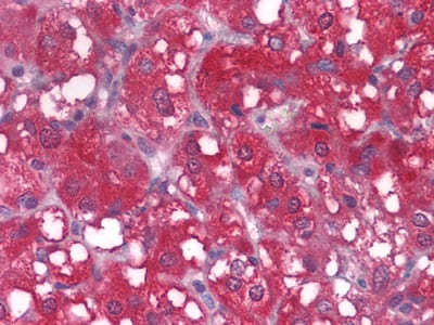 Figure 2: Immunohistochemical analysis of paraffin-embedded human LAdrenal tissues using WNT1 mouse mAb