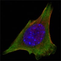 Figure 3: Confocal Immunofluorescence analysis of 3T3-L1 cells using JAK3 mouse mAb (green). Red: Actin filaments have been labeled with DY-554 phalloidin. Blue: DRAQ5 fluorescent DNA dye.