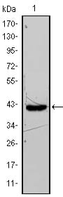 Figure 1: Western blot analysis using FABP4 mouse mAb against FABP4-hIgGFc transfected HEK293 cell lysate.