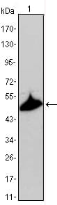 Figure 1: Western blot analysis using KRT15 mouse mAb against A431 cell lysate.