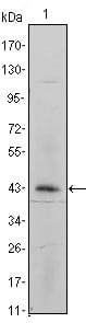 Figure 1: Western blot analysis using ITGA5 mouse mAb against ITGA5-hIgGFc transfected HEK293 cell lysate.