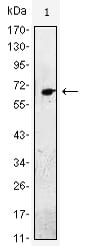 Figure 1: Western blot analysis using EGF mouse mAb against EGF-hIgGFc transfected HEK293 cell lysate.