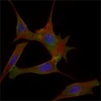 Figure 3: Immunofluorescence analysis of 3T3-L1 cells using FABP2 mouse mAb (green). Blue: DRAQ5 fluorescent DNA dye. Red: Actin filaments have been labeled with Alexa Fluor-555 phalloidin.