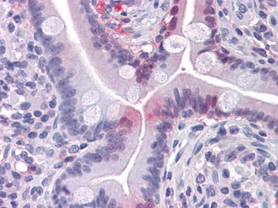 Figure 2: Immunohistochemical analysis of paraffin-embedded human Small Intestine tissues using FABP2 mouse mAb