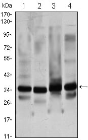 Figure 1: Western blot analysis using GTF2B mouse mAb against Hela (1), NIH/3T3 (2), COS7 (3) and A431 (4) cell lysate.