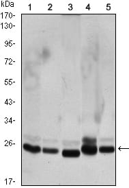 Figure 1: Western blot analysis using CBX1 mouse mAb against Hela (1), COS7 (2), NIH/3T3 (3), A431 (4),and C6 (5) cell lysate.