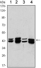 Figure 1: Western blot analysis using PRMT6 mouse mAb against A431 (1), Hela (2), A549 (3) and HEK293 (4) cell lysate.