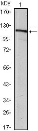 Figure 1: Western blot analysis using HAUSP mouse mAb against MCF-7 (1) cell lysate.