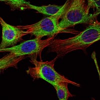 Figure 2: Immunofluorescence analysis of NIH/3T3 cells using ABL2 mouse mAb (green). Blue: DRAQ5 fluorescent DNA dye. Red: Actin filaments have been labeled with Alexa Fluor-555 phalloidin.