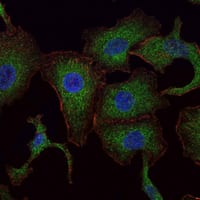 Figure 4: Immunofluorescence analysis of A549 cells using RAB25 mouse mAb (green). Blue: DRAQ5 fluorescent DNA dye. Red: Actin filaments have been labeled with Alexa Fluor-555 phalloidin.