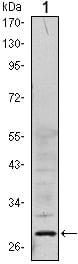 Figure 1: Western blot analysis using PP32 mouse mAb against Hela (1) cell lysate.