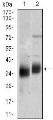 Figure 1: Western blot analysis using PPP1CC mouse mAb against T47D (1) and SKBR-3 (2) cell lysate.