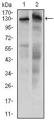 Figure 1: Western blot analysis using KIAA1967 mouse mAb against HeLa (1) and HepG2 (2) cell lysate.