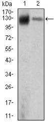 Figure 1: Western blot analysis using KIF11 mouse mAb against MCF-7 (1) and HeLa (2) cell lysate.