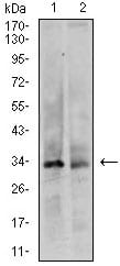 Figure 1: Western blot analysis using CDK4 mouse mAb against HeLa (1) and F9 (2) cell lysate.