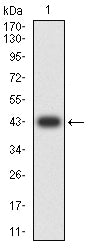 Figure 2:Western blot analysis using KCNN4 mAb against human KCNN4 (AA: extra 286-427) recombinant protein. (Expected MW is 42.7 kDa)