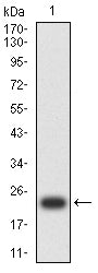 Figure 2:Western blot analysis using ACTH mAb against human ACTH recombinant protein. (Expected MW is 21.9 kDa)