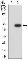 Figure 3:Western blot analysis using IGF1R mAb against HEK293-6e (1) and IGF1R (AA: extra(741-935))-hIgGFc transfected HEK293-6e (2) cell lysate.