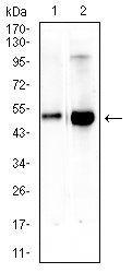 Figure 4:Western blot analysis using CEACAM3 mouse mAb against rat spleen (1) and rat lung (2) tissue lysate.