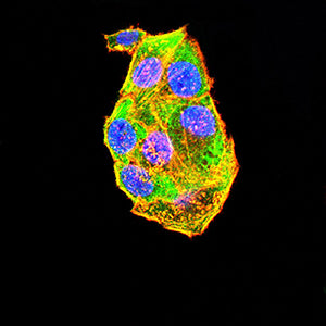 Figure 5:Immunofluorescence analysis of Hela cells using ATP1A1 mouse mAb (green). Blue: DRAQ5 fluorescent DNA dye. Red: Actin filaments have been labeled with Alexa Fluor- 555 phalloidin. Secondary antibody from Fisher (Cat#: 35503)