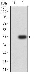 Figure 3:Western blot analysis using CD1A mAb against HEK293-6e (1) and CD1A (AA: 17-116)-hIgGFc transfected HEK293-6e (2) cell lysate.