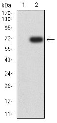 Figure 3:Western blot analysis using VASP mAb against HEK293-6e (1) and VASP (AA: 1-380)-hIgGFc transfected HEK293-6e (2) cell lysate.