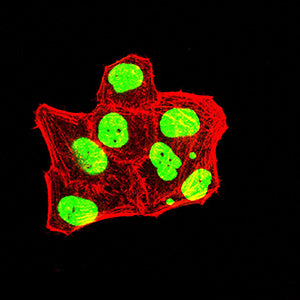 Figure 5:Immunofluorescence analysis of Hela cells using TRBC1 mouse mAb (green). Blue: DRAQ5 fluorescent DNA dye. Red: Actin filaments have been labeled with Alexa Fluor- 555 phalloidin. Secondary antibody from Fisher (Cat#: 35503)