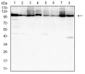 Figure 3:Western blot analysis using HSP70 mouse mAb against Hela (1), HepG2 (2), Hek293 (3), PC-12 (4), A549 (5), Jurkat (6), COS-7 (7), and NIH/3T3 (8) cell lysate.